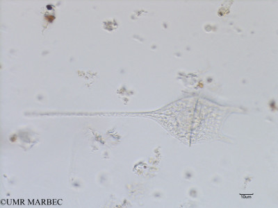 phyto/Bizerte/bizerte_bay/RISCO July 2016/Ceratium teres (Baie_T1C-ceratium teres-1).tif(copy)_thumb.jpg